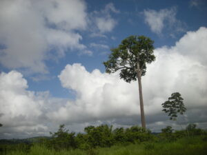 Amazonien kurz vor dem Kipppunkt oder nicht? Hier Foto im Umland von Altamira, nahe des Kraftwerks Belo Monte. Foto: christian russau